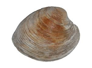 Clam Hard Shell