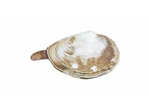 Clam Soft Shell