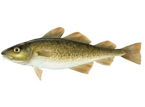 Cod Fish