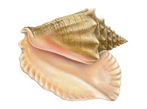 Conch