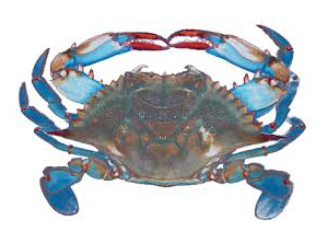 Crab Blue