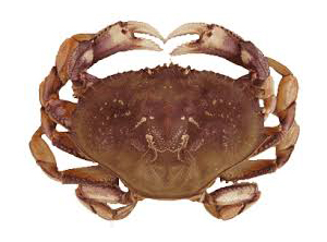 Crab Dungeness