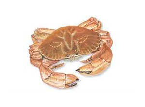 Crab Jonah