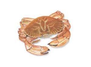 Jonah Crab