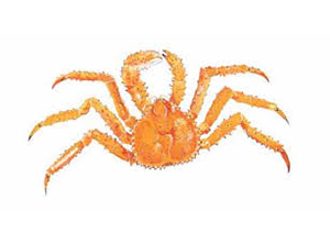 King Crabs Spider