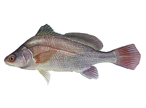 Drum Fish