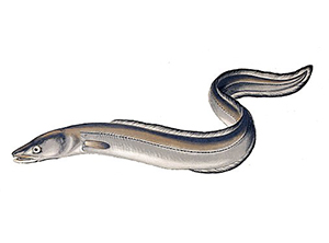 Eel Fish