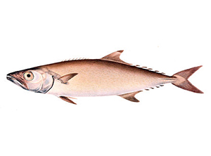 Escolar Fish