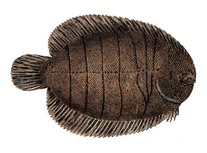 Flounder Sole Fish