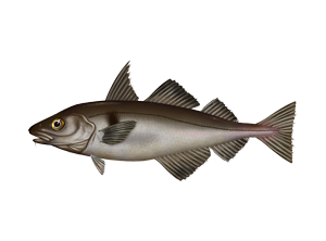 Haddock Fish