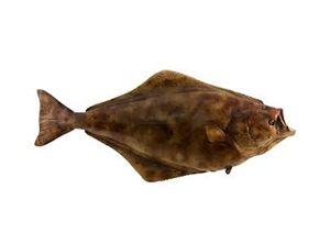 Halibut Fish