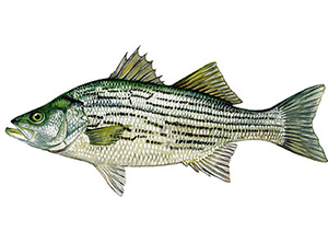 Hybrid Sea Bass