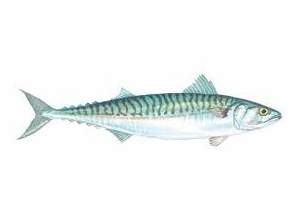 Mackeral Atlantic Fish
