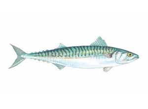 Mackeral Atlantic