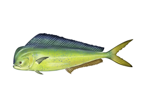 Mahi Fish