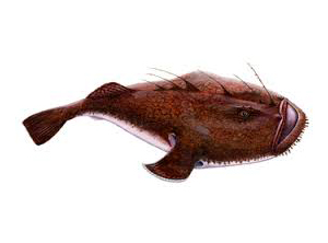 Monk Fish