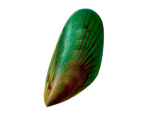 Mussels Green