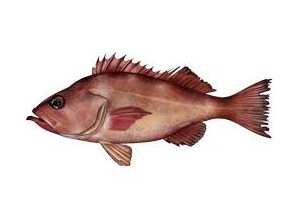 Ocean Perch Atlantic Fish