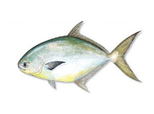 Pompano