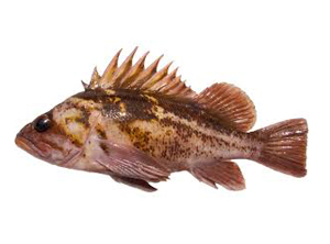 Rockfish