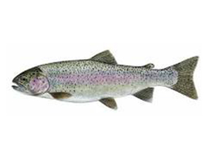 Trout Rainbow Fish