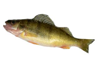 Yellow Perch