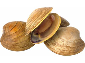 Clam Surf