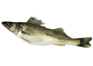 walleye